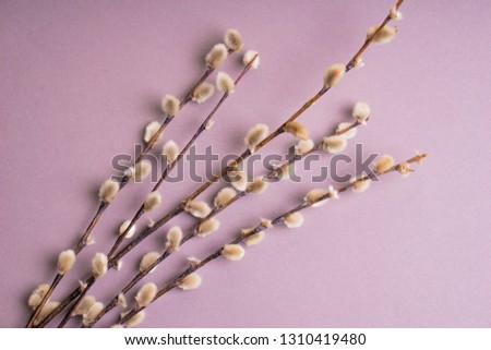sprig of willow on a gray wooden background
