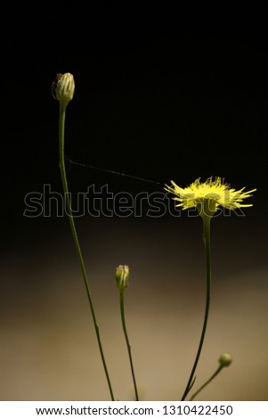 Yellow flower against black background, Hypochaeris radicata “cat’s ear” in Olympus mountains, Greece