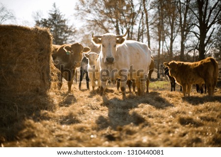 Cows standing in field next to hay bales