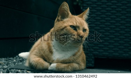 A picture of a cat.