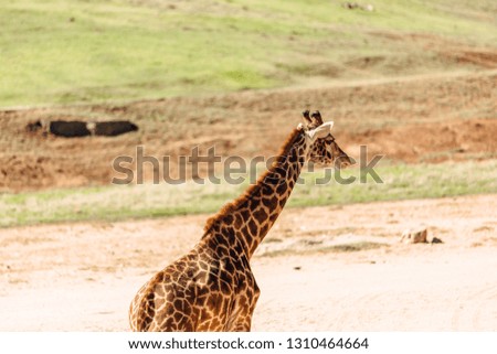 Side picture of a giraffe during a safari while it is walking. Beautiful wildlife animal in the wild safari with other animals. 