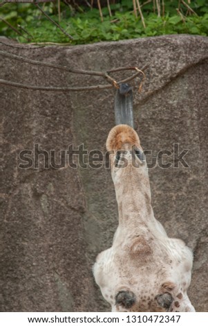 African giraffe showing head and tongue reaching for food in a zoo exhibit.