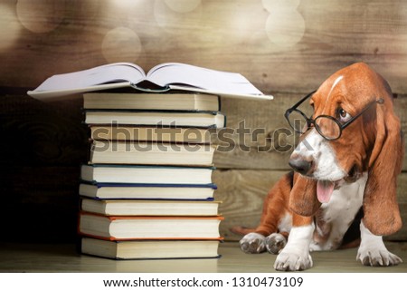 Dog with a book stack