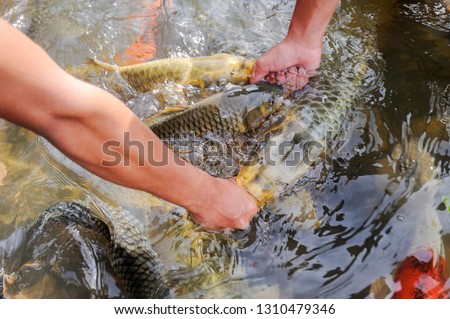 Visitor feeding fishes at Kg.Luanti tagal river,Sabah,Malaysia. Tagal means 'no fishing' in local kadazan-dusun dialect
