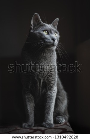 Close-up portrait of Russian blue cat with amazing yellow eyes and grey silver fur looking by left side on isolated black background