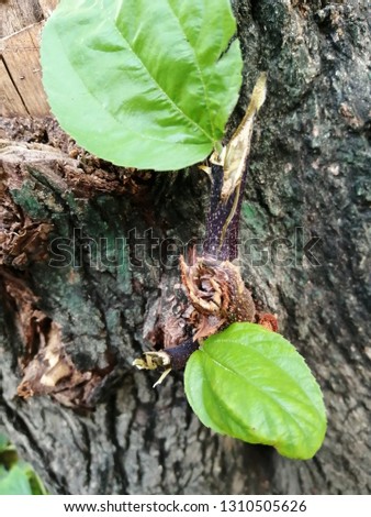 tree nature leaf plant