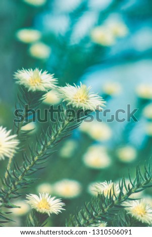 Phylica pubescens, also known as Featherhead, veerkoppie and Flannel Flower. This plant is great at providing food for bees.