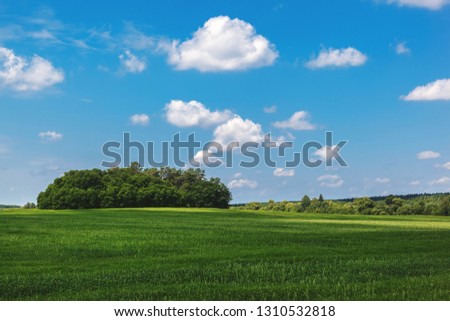 Green meadow and wheat field on a sunny day.