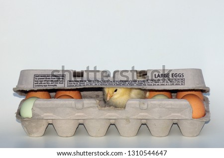 Baby chick in carton of eggs
