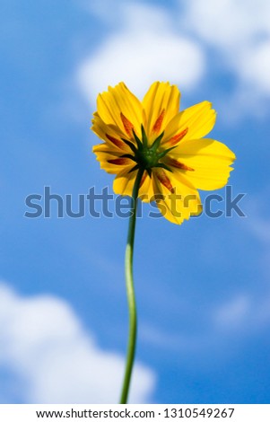 Blossom Yellow cosmos flower against the bright blue sky with some clouds, captured from down side.