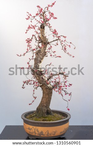 Red plum bonsai tree on a wooden table againt white wall in Baihuatan public park, Chengdu, Sichuan province, China