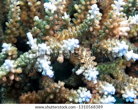 Green brown and white patterns and shapes in close up of coral underwater in Palau