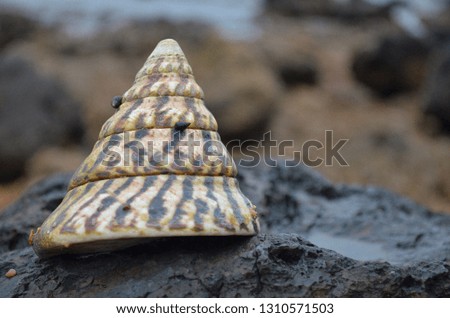 Sea shell on stone