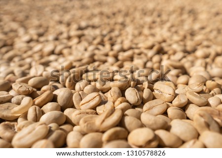 Large white coffee beans dry in the sun at the farm, peeled arabica raked for drying process at roasted factory of northern Thailand