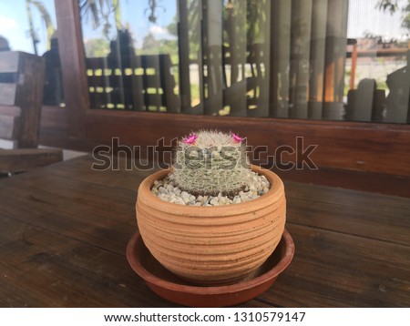 A small cactus tree placed on a wooden table.