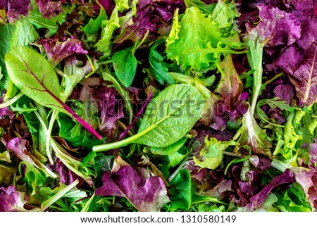 Salad mix leaves background. Fresh Salad Pattern with rucola, purple  lettuce, spinach, frisee and  chard leaf