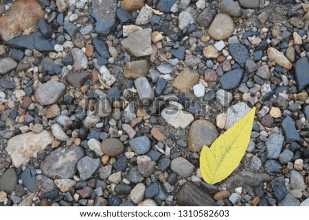 yellow leaf with river stones
