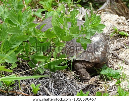 Gopher tortoise turtle.