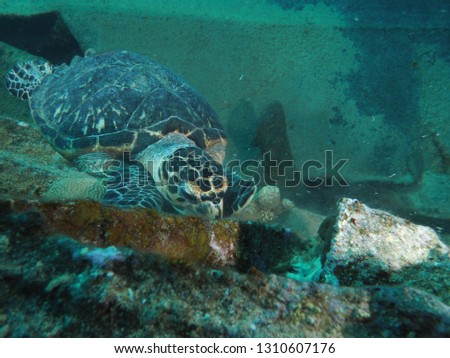 Wild hawksbill turtle