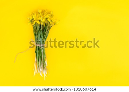 bouquet of yellow snowdrops on a yellow background