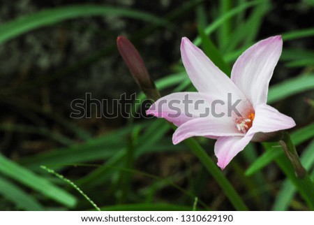 Amaryllis Lily, pink  - Flower
