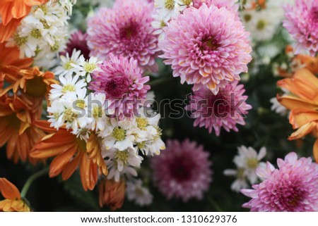 Colorful flowers chrysanthemum made for background.