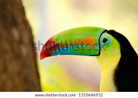 Keel-billed Toucan or rainbow-billed toucan