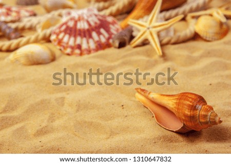 Seashells on sand. Sea summer vacation background