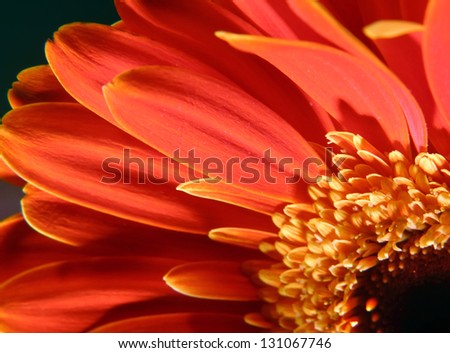 very beautiful bright orange flower in macro