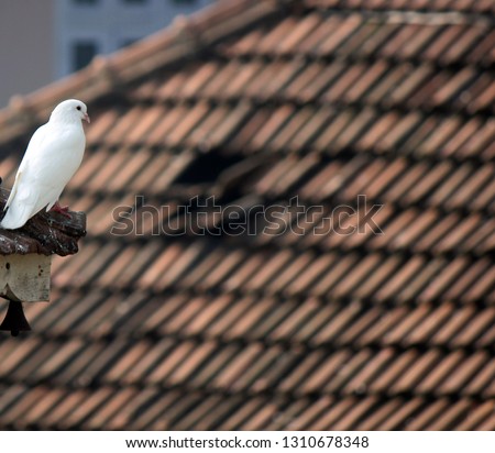 dove, picture  taken at cochin, India