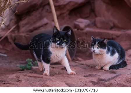 funny posing black and white cat portrait with company of his friend in yellow and brown outdoor south nature environment 