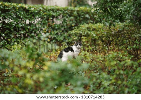 The cute and wild cat playing in the garden