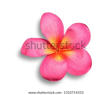 Beautiful  pink  tropical flower and petals Plumeria flower isolated white with clipping path.   