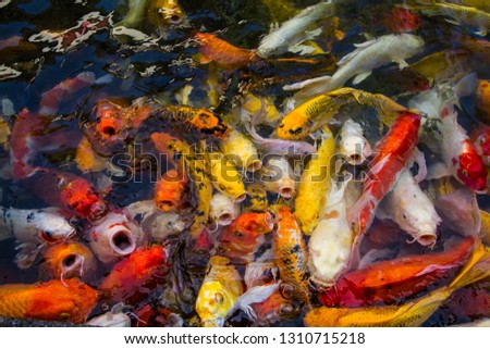 Colorful carpes in the pool.