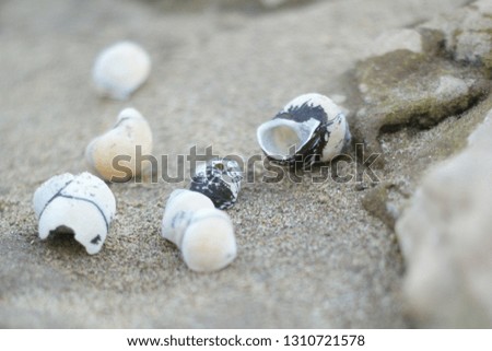 Freshwater shells on the beach Represents the abundance of food sources In the village of Sri Pan Don, Lao People's Democratic Republic.