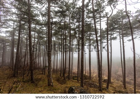 misty forest in late winter time 