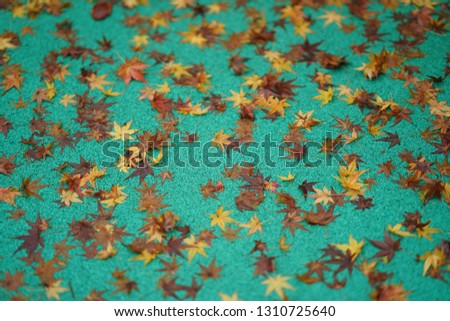 The beautiful and colorful maple leaves in the rainy day of the autumn