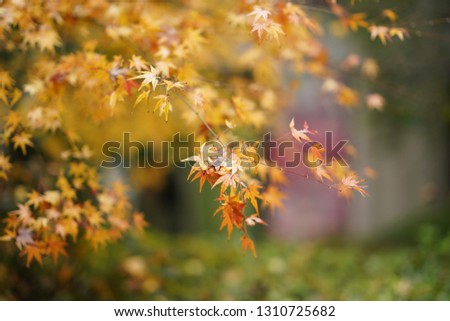 The beautiful and colorful maple leaves in the rainy day of the autumn
