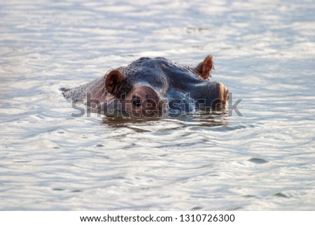 hippopotamus in water animal on the kruger south africa