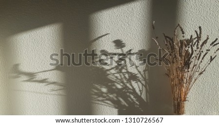 silhouette shadow flower 