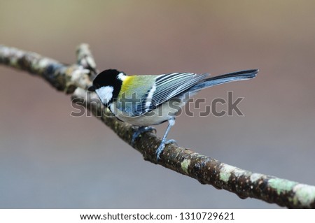 Beautiful small  bird Japanese tit bird Parus minor has white cheeks and a remarkable black pattern like necktie on it white chest more active and moves quickly isolated over green nature background