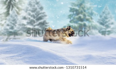 Happy dog pug is plays in the snow in winter forest landscape. Scenic image of spruces tree. Frosty day, calm wintry scene. Great picture of wild area. Explore the beauty of earth. Winter picture