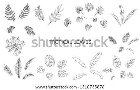 Vector set of tropical plant leaves. Line drawing of jungle foliage. Hand drawn palm tree, banana, monstera, dieffenbachia, Terminalia, fern, alocasia, cordyline. Home tropic leaf clip art