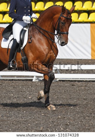 Dressage horse portrait in riding manege Royalty-Free Stock Photo #131074328