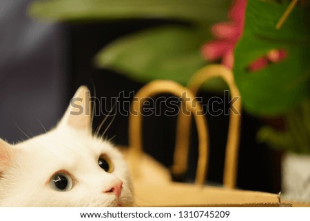 One cute white cat living in the room with the different color eyes