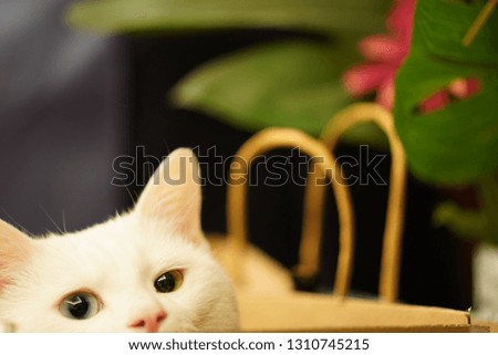 One cute white cat living in the room with the different color eyes