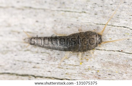 Silverfish sitting on wood, extreme close up with high magnification, focus on eyes