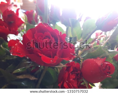 Dark red roses symbolize the meaning of love