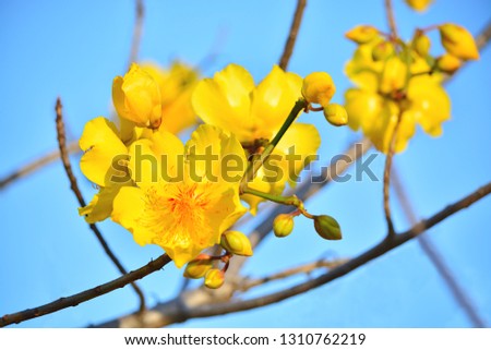 Beautiful yellow Silk cotton flowers in the morning have a clear blue sky. (Cochlospermum religiosum) Royalty-Free Stock Photo #1310762219