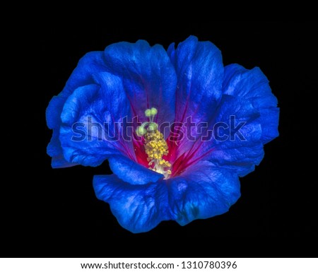 Floral color macro of a single isolated blooming open blue red shimmering hibiscus blossom with detailed texture on black background in surrealistic painting style